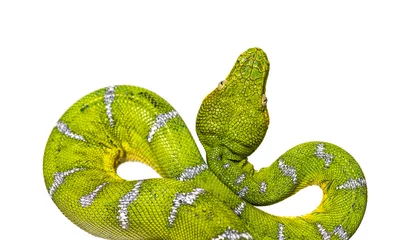 Fotobehang Head shot of an Adult Emerald tree boa, Corallus caninus, isolated on white © Eric Isselée