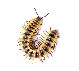 Orthomorpha subkarschi a species of millipede seen from above, isolated on white