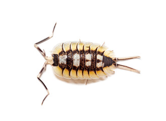 Giant Spanish Isopod, Porcellio expansus, isolated on white