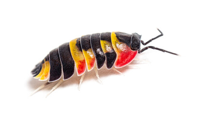 Tricolor Merulanella Specie, invertebrate bug genus of isopods, isolated on white - obrazy, fototapety, plakaty