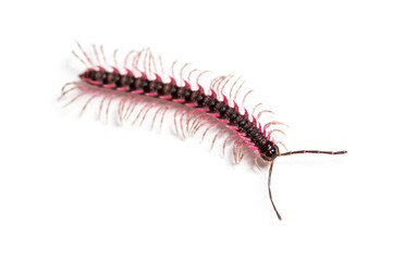 Top view of a Desmoxytes planata Millipede, isolated on white background