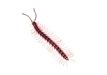 Top view of a Desmoxytes planata Millipede, isolated on white background