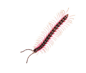 Top view of a Desmoxytes planata Millipede, isolated on white background