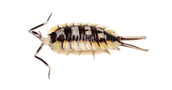 Giant Spanish Isopod, Porcellio expansus, isolated on white