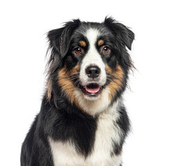 Closeup portrait of Black Tricolor Australian Shepherd panting, isolated on white