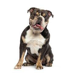 Sitting English Bulldog panting with his tongue hanging out of his mouth, looking at the camera