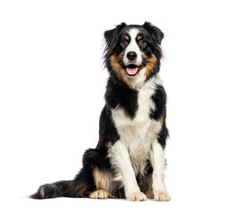 Sitting and panting tricolor Australian Shepherd looking at the camera, isolated on white - obrazy, fototapety, plakaty