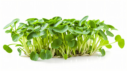 Organic green young sunflower sprouts isolated.