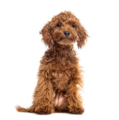 Cute Cheerful Brown Toy Poodle puppy looking away, isolated on white