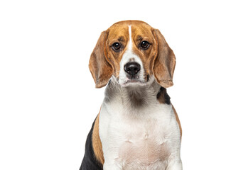 Head shot portrait of a adult Beagle looking at the camera, isolated on white - obrazy, fototapety, plakaty