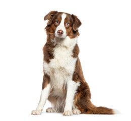 Sitting Australian Shepherd looking at the camera, isolated on white