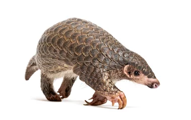 Foto op Plexiglas ten months old pangopup, Chinese pangolins, Manis pentadactyla, isolated on white © Eric Isselée