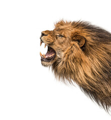 Head shot of a furious Lion roaring, Panthera Leo, isolated on white. Remastered version