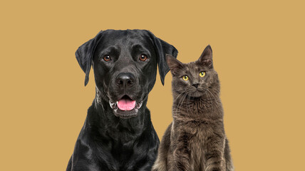 Close-up of a Happy panting black Labrador dog and blue maine coon cat looking at the camera,...