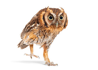 Tropical screech owl walking away, Megascops choliba, isolated