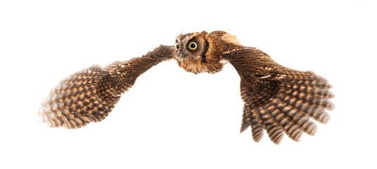 Tropical screech owl, Megascops choliba, flying Wings spread, isolated on white