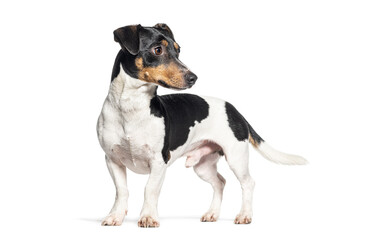 Jack russell terrier looking away, Isolated on white