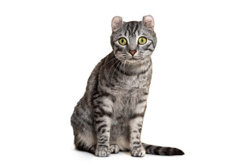 Focused gray tabby american curl cat sits elegantly, isolated on white background