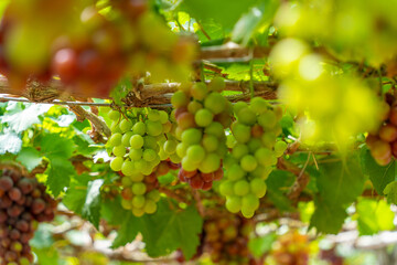 Red and green vineyard in the early sunshine with plump grapes harvested laden waiting red wine nutritional drink in Ninh Thuan province, Vietnam