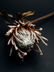 Dry protea flower on black background