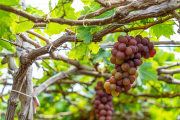 Red and green vineyard in the early sunshine with plump grapes harvested laden waiting red wine nutritional drink in Ninh Thuan province, Vietnam