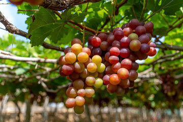 Red and green vineyard in the early sunshine with plump grapes harvested laden waiting red wine nutritional drink in Ninh Thuan province, Vietnam