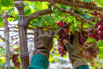 Farmer cutting red grapes in vineyard in the early morning, with plump grapes harvested laden...