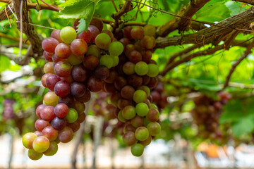 Red and green vineyard in the early sunshine with plump grapes harvested laden waiting red wine nutritional drink in Ninh Thuan province, Vietnam