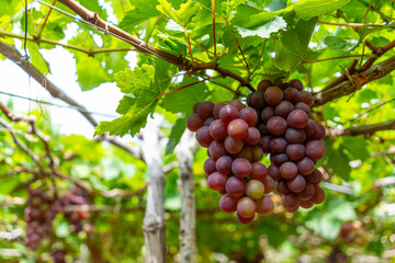 Red and green vineyard in the early sunshine with plump grapes harvested laden waiting red wine nutritional drink in Ninh Thuan province, Vietnam