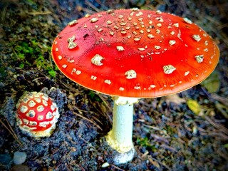 Two mushrooms © Tomasz