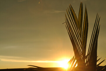 por do sol com folha de palmeira  - Powered by Adobe