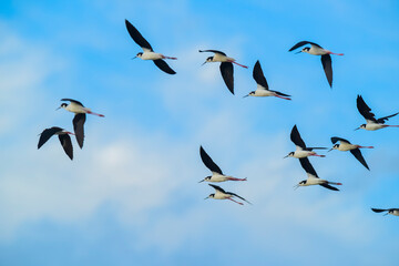 Southern Stilt, Himantopus melanurus in flight, Ansenuza National Park, Cordoba Province, Argentina