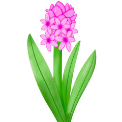 Fototapeta na wymiar pink hyacinth isolated on white