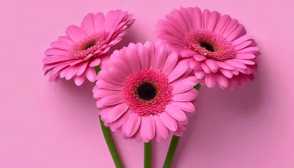 Tuinposter Gorgeous Pink Gerbera Flowers Against a Pink Background © Loliruri