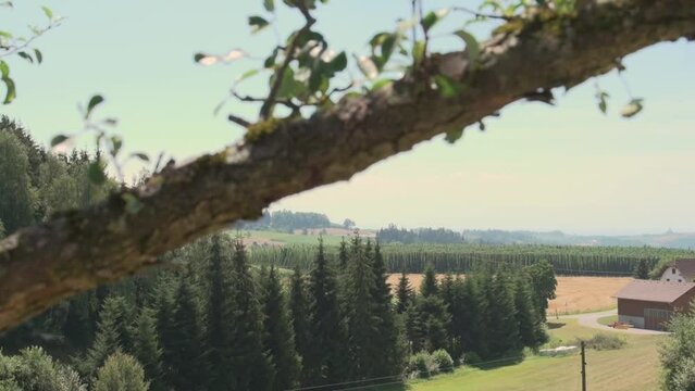 hop plants in rural landscape