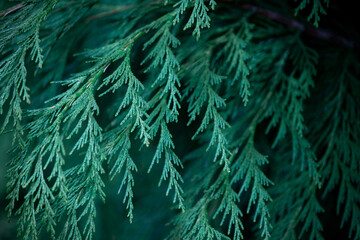 Close up of fir branches, christmas narural background.