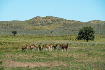 Guanacos in Pampas grass environment, La Pampa, Patagonia, Argentina.