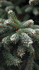A close up of a pine tree with snow on the branches