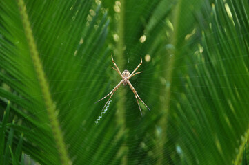 aranha na teia 