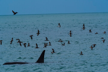 Killer Whale, Orca, hunting a sea lions , Peninsula Valdes, Patagonia Argentina