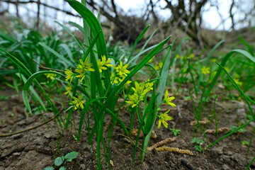 Wald-Gelbstern // Yellow star-of-Bethlehem (Gagea lutea)