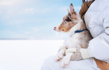 A girl with a border collie puppy in her arms sits in a snowy field in winter and looks to the left. Marbled border collie puppy in the hands of its owner in winter