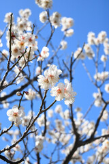 White Ume in Fukuoka, Japan