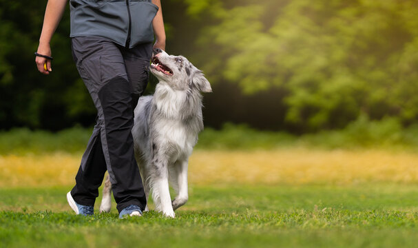 Marbled border collie learns to walk next to its owner during dog training on a green field in summer. Heelwork with border collie. Dog training concept