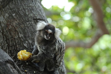 sagui comendo caju em árvore
