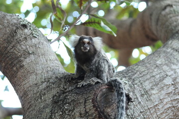 sagui comendo caju em árvore