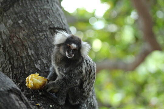 sagui comendo caju em &aacute;rvore