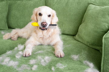 The Golden Retriever brought a comb to be combed. Dog fur on the sofa. Portrait of golden retriever with fur in moulting lying down on couch. © kathrineva20
