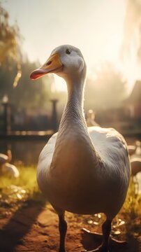 Goose bird animal outdoor scene ultra-detailed macro photography picture poster background