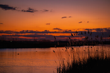 Scenic view of beautiful sunset above the lake at spring in the evening with cloudy sky background and reed grass at foreground. Water reflecting in warm color
